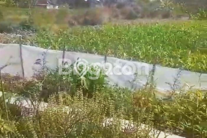 Tanah Dijual Lokasi Wonosari, Klaten Luas 6000m2 Legalitas Aman Tanah Dijual Lokasi Wonosari, Klaten Luas 6000m2 Legalitas Aman
