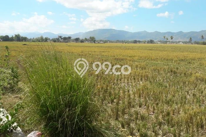 Kavling Tanah Dijual di Kabila Bone Bolango Spesifikasi 10000m2 Kavling Tanah Dijual di Kabila Bone Bolango Spesifikasi 10000m2
