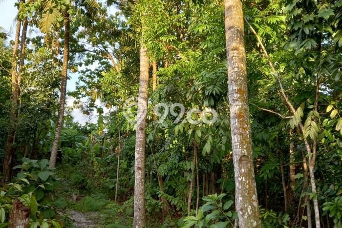 Dijual Tanah di Yogyakarta, Luas 543m2 SHM Dijual Tanah di Yogyakarta, Luas 543m2 SHM