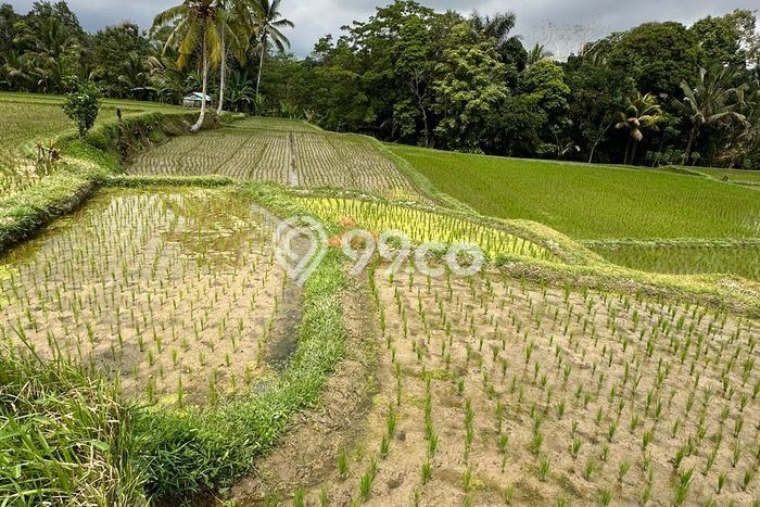 Jarang Ada! Tanah di Tegallalang Punya Luas 3100m2 SHM Jarang Ada! Tanah di Tegallalang Punya Luas 3100m2 SHM