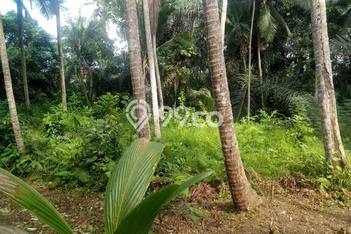 Tanah Kavling Dijual di Gianyar dengan Spesifikasi 922m2 Tanah Kavling Dijual di Gianyar dengan Spesifikasi 922m2