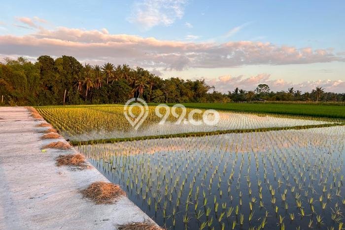 Tanah Dijual di Tabanan Seluas 500m2 Strategis Tanah Dijual di Tabanan Seluas 500m2 Strategis