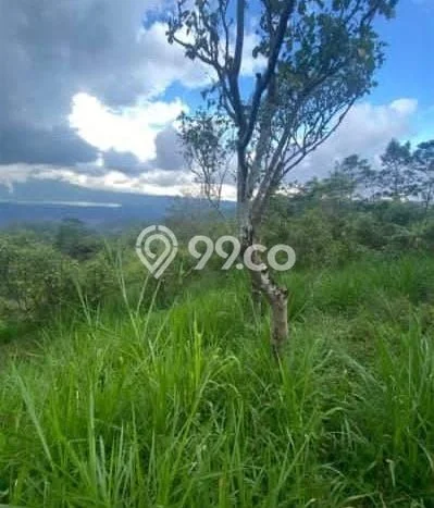 Tanah Dijual Lokasi Kintamani, Bangli dengan Luas Tanah 11700m2 dan Status - Tanah Dijual Lokasi Kintamani, Bangli dengan Luas Tanah 11700m2 dan Status -