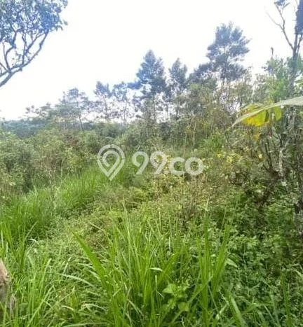 Tanah Dijual Lokasi Kintamani, Bangli dengan Luas Tanah 11700m2 dan Status - Tanah Dijual Lokasi Kintamani, Bangli dengan Luas Tanah 11700m2 dan Status -