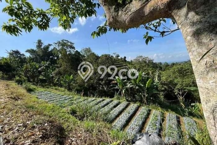 Tanah Kavling di Kerambitan Dijual dengan Luas 15000m2 Tanah Kavling di Kerambitan Dijual dengan Luas 15000m2