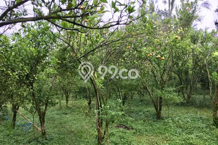 Tanah Kavling untuk Dijual di Tegallalang Gianyar 10000m2 Tanah Kavling untuk Dijual di Tegallalang Gianyar 10000m2