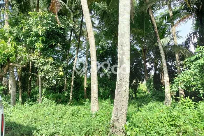 Lahan Dijual Lokasi Strategis di Gianyar dengan Luas 2000m2 Lahan Dijual Lokasi Strategis di Gianyar dengan Luas 2000m2