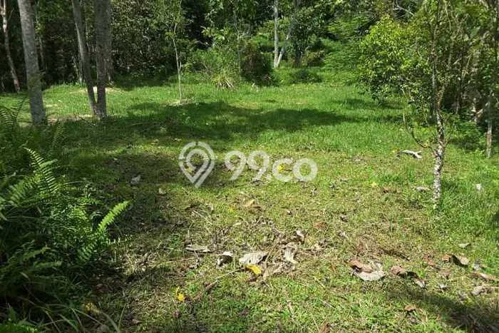 Tanah Dijual Lokasi Payangan Gianyar SHM Tanah Dijual Lokasi Payangan Gianyar SHM