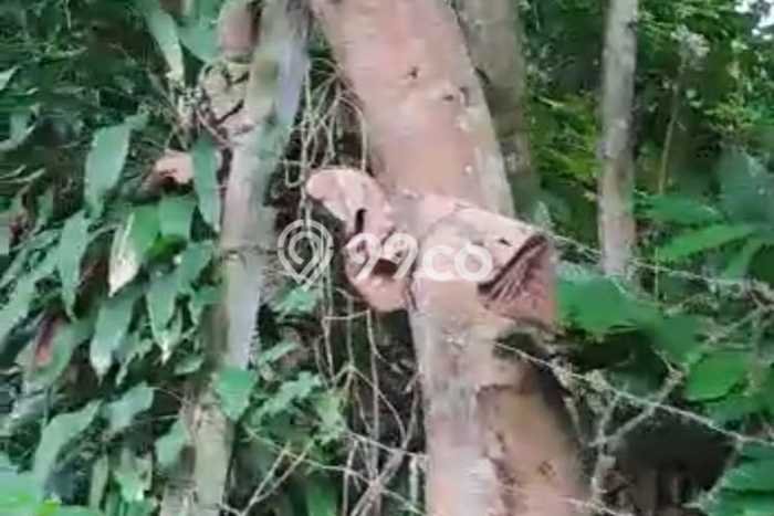 Lahan Dijual Lokasi Strategis di Gianyar dengan Luas 1400m2 Lahan Dijual Lokasi Strategis di Gianyar dengan Luas 1400m2