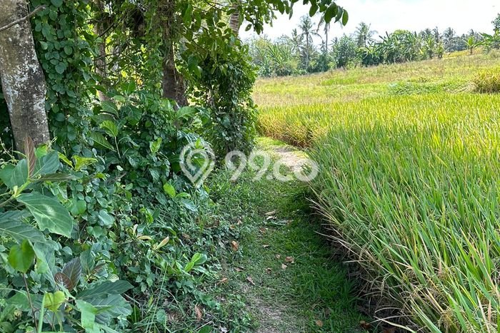 Tanah Dijual Area Strategis di Beraban Tabanan 3080m2 Tanah Dijual Area Strategis di Beraban Tabanan 3080m2
