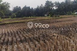 Lahan Strategis di Ubud Dijual dengan Luas 1300m2 Lahan Strategis di Ubud Dijual dengan Luas 1300m2