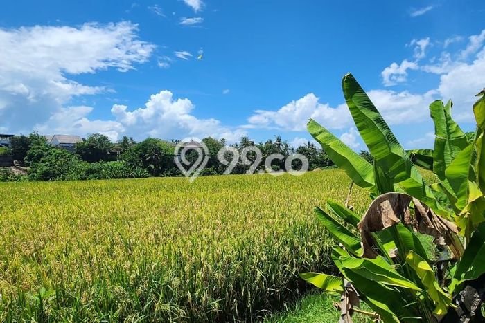 Untuk Dijual Tanah di Badung, Luas 7000m2 - Untuk Dijual Tanah di Badung, Luas 7000m2 -