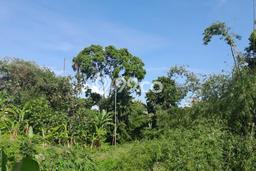 Tanah Dijual Area Strategis di canggu Badung 220m2 Tanah Dijual Area Strategis di canggu Badung 220m2