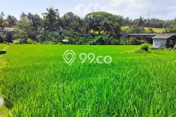 Tanah di Tabanan, Luas 5950m2m², Dekat Fasilitas, Cocok untuk Properti Tanah di Tabanan, Luas 5950m2m², Dekat Fasilitas, Cocok untuk Properti