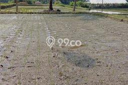 Tanah Dijual Lokasi Payangan Gianyar - Tanah Dijual Lokasi Payangan Gianyar -