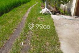 Tanah Dijual Lokasi Kediri, Tabanan Luas 16800m2 Legalitas Aman Tanah Dijual Lokasi Kediri, Tabanan Luas 16800m2 Legalitas Aman