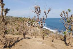 Tanah Kosong Dijual di Karangasem dengan Area 14900m2 Tanah Kosong Dijual di Karangasem dengan Area 14900m2