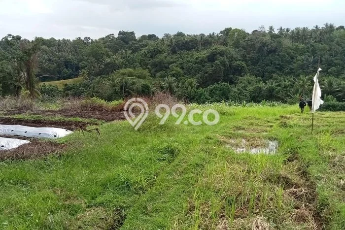 Tanah Siap Bangun Dijual di Tabanan Punya Luas 15800m2 Tanah Siap Bangun Dijual di Tabanan Punya Luas 15800m2