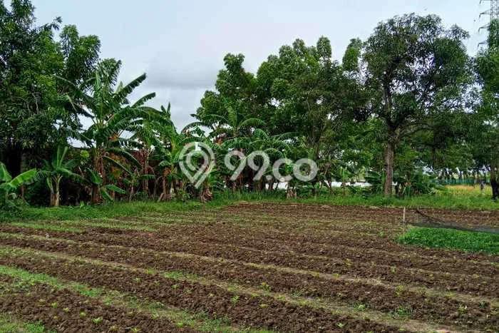Lahan Disewakan Lokasi Teluk Naga Tangerang Luas 2600m2 Lahan Disewakan Lokasi Teluk Naga Tangerang Luas 2600m2