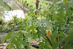 Kavling Tanah di Kosambi Dijual Luas 15000m2 Legalitas SHM Kavling Tanah di Kosambi Dijual Luas 15000m2 Legalitas SHM