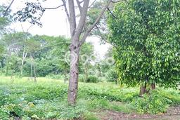 Tanah Kavling di Penjaringan Dijual dengan Luas 4345m2 Tanah Kavling di Penjaringan Dijual dengan Luas 4345m2