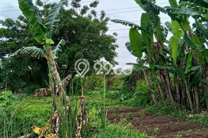 Lahan Disewakan Lokasi Teluk Naga Tangerang Luas 2600m2 Lahan Disewakan Lokasi Teluk Naga Tangerang Luas 2600m2