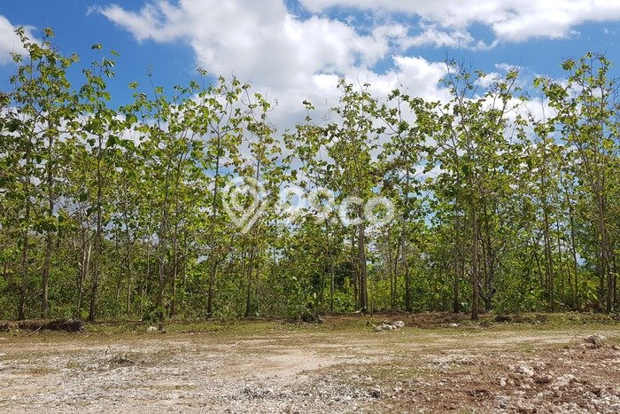 Tanah Kavling Dijual di Nusa Penida, Klungkung dengan Luas Tanah 330m2 Tanah Kavling Dijual di Nusa Penida, Klungkung dengan Luas Tanah 330m2