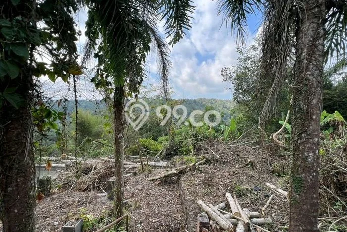 Untuk Dijual Tanah di Payangan Gianyar Luas 5300m2 SHM Untuk Dijual Tanah di Payangan Gianyar Luas 5300m2 SHM