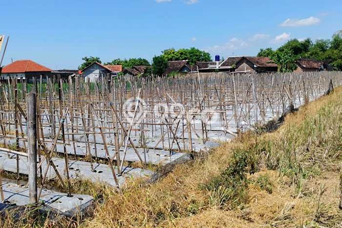 Tanah Dijual Lokasi Sawit, Boyolali Luas 2054m2 Legalitas Aman Tanah Dijual Lokasi Sawit, Boyolali Luas 2054m2 Legalitas Aman