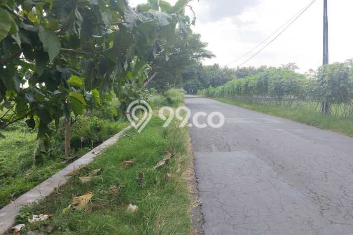 Jarang Ada! Tanah di Wonosari Punya Luas 1595m2 SHM Jarang Ada! Tanah di Wonosari Punya Luas 1595m2 SHM
