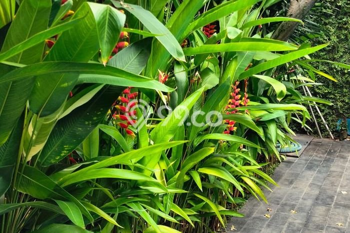 Disewakan Rumah Murah di Kemang Jakarta Selatan Punya 6 Kamar Tidur Disewakan Rumah Murah di Kemang Jakarta Selatan Punya 6 Kamar Tidur