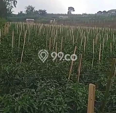 Lahan untuk Dijual Lokasi Ngablak, Magelang Luas 5000m2 SHM Lahan untuk Dijual Lokasi Ngablak, Magelang Luas 5000m2 SHM