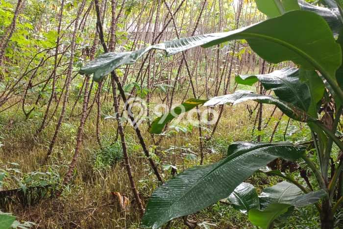Tanah di Bogor Barat, Bogor Luas 1200m2 Dijual Segera Tanah di Bogor Barat, Bogor Luas 1200m2 Dijual Segera
