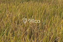 Lahan Strategis di Cibitung Dijual dengan Luas 6000m2 Lahan Strategis di Cibitung Dijual dengan Luas 6000m2