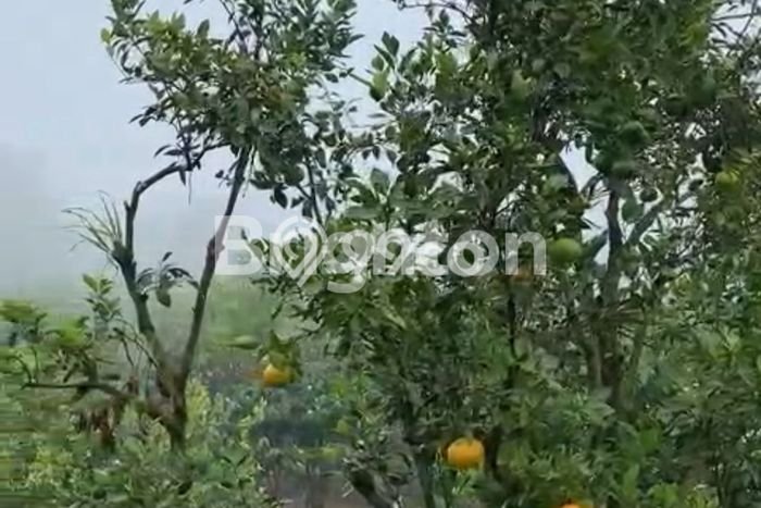 Tanah Kavling di Bayunggede Dijual dengan Luas 6000m2 Tanah Kavling di Bayunggede Dijual dengan Luas 6000m2