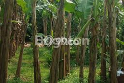 Tanah Dijual Lokasi Legok Tangerang - Tanah Dijual Lokasi Legok Tangerang -
