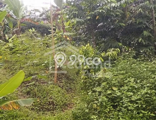 Kavling Tanah di Ungaran Timur Dijual Luas 1704m2 Legalitas SHM Kavling Tanah di Ungaran Timur Dijual Luas 1704m2 Legalitas SHM