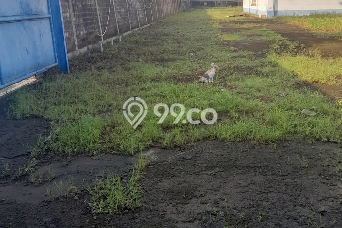 Gudang Bagus Dijual di Daan Mogot Tangerang Lokasi Strategis Cocok untuk Kembangkan Bisnis Gudang Bagus Dijual di Daan Mogot Tangerang Lokasi Strategis Cocok untuk Kembangkan Bisnis