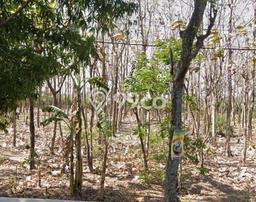 Untuk Dijual Tanah di Berbek Nganjuk Luas 1462m2 SHM Untuk Dijual Tanah di Berbek Nganjuk Luas 1462m2 SHM