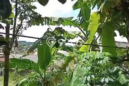 Kavling Tanah di Ciawi Dijual Luas 3223m2 Legalitas SHM Kavling Tanah di Ciawi Dijual Luas 3223m2 Legalitas SHM