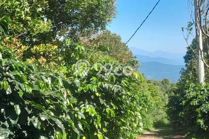 Dijual Tanah Lokasi Pupuan, Gianyar Seluas 40000m2 Dijual Tanah Lokasi Pupuan, Gianyar Seluas 40000m2
