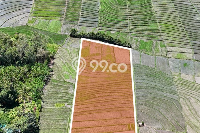 Kavling Tanah Dijual di Tabanan, Tabanan, Luas 4100m2 Area Strategis Kavling Tanah Dijual di Tabanan, Tabanan, Luas 4100m2 Area Strategis