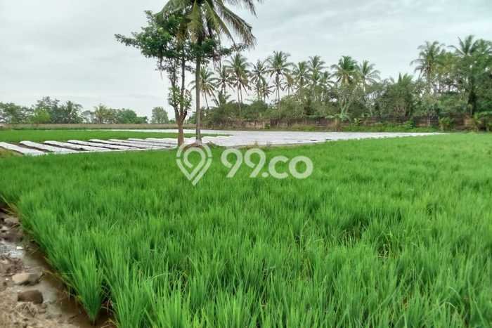 Tanah Dijual Area Strategis di Panimbang Jaya Pandeglang 1400m2 Tanah Dijual Area Strategis di Panimbang Jaya Pandeglang 1400m2
