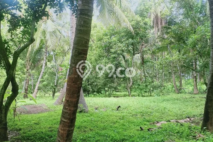 Lahan Dijual Lokasi Tejakula, Buleleng dengan Luas Tanah 13000m2 dan Status SHM Lahan Dijual Lokasi Tejakula, Buleleng dengan Luas Tanah 13000m2 dan Status SHM