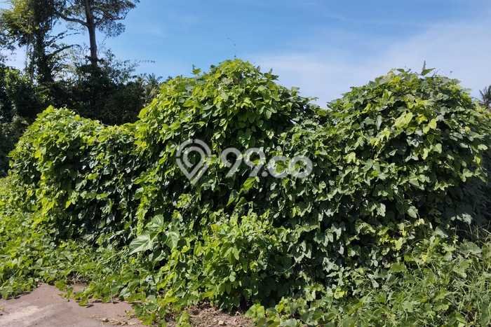 Dijual Tanah Lokasi Keramas, Gianyar Seluas 100m2 Dijual Tanah Lokasi Keramas, Gianyar Seluas 100m2