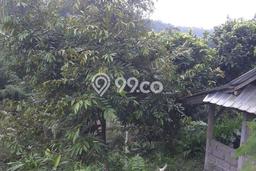 Lahan untuk Dijual di Petang Badung Luas 1500m2 Lahan untuk Dijual di Petang Badung Luas 1500m2