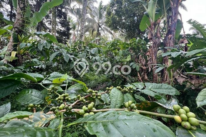 Dijual Tanah 94m2 di Dalang, Tabanan Dijual Tanah 94m2 di Dalang, Tabanan