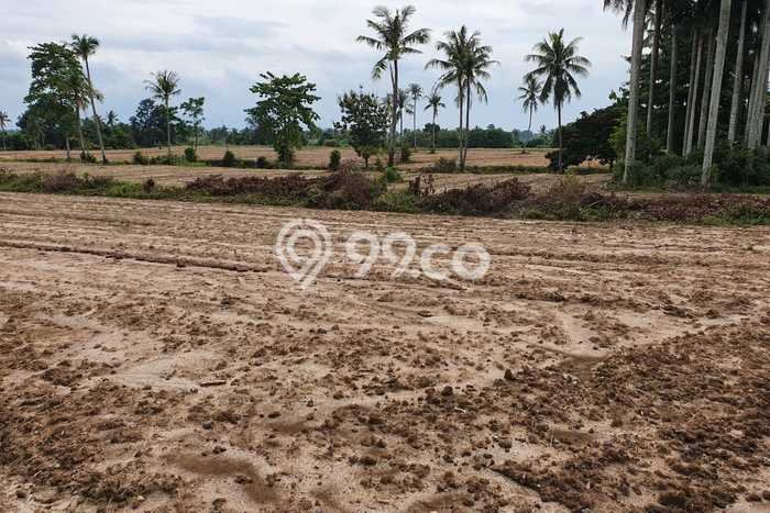 Lahan untuk Dijual Lokasi Natar, Lampung Selatan Luas 90000m2 SHM Lahan untuk Dijual Lokasi Natar, Lampung Selatan Luas 90000m2 SHM