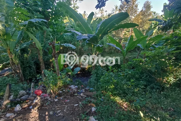 Tanah di Sukasada, Buleleng Luas 3790m2 Dijual Segera Tanah di Sukasada, Buleleng Luas 3790m2 Dijual Segera