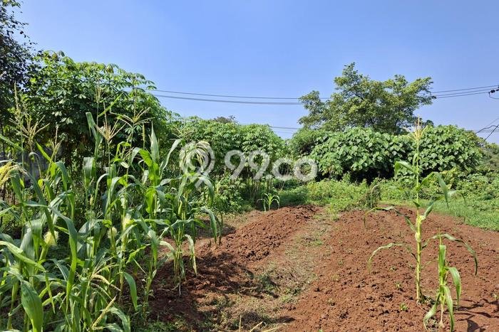 Lahan Disewakan di Legok, Tangerang, Luas 1000m2 AJB Lahan Disewakan di Legok, Tangerang, Luas 1000m2 AJB